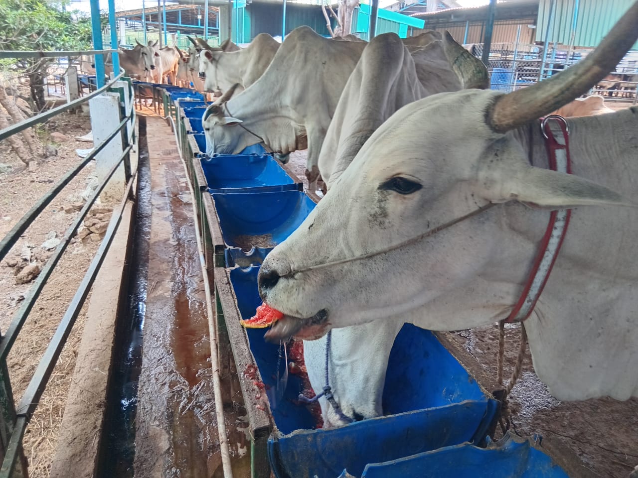 cover image_sri krishnamurtham